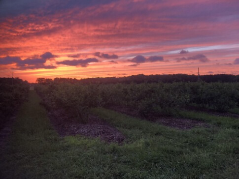 Dusk in the blueberry orchard featuring rows and rows of blueberry bushes draped in fruit at golden hour. 